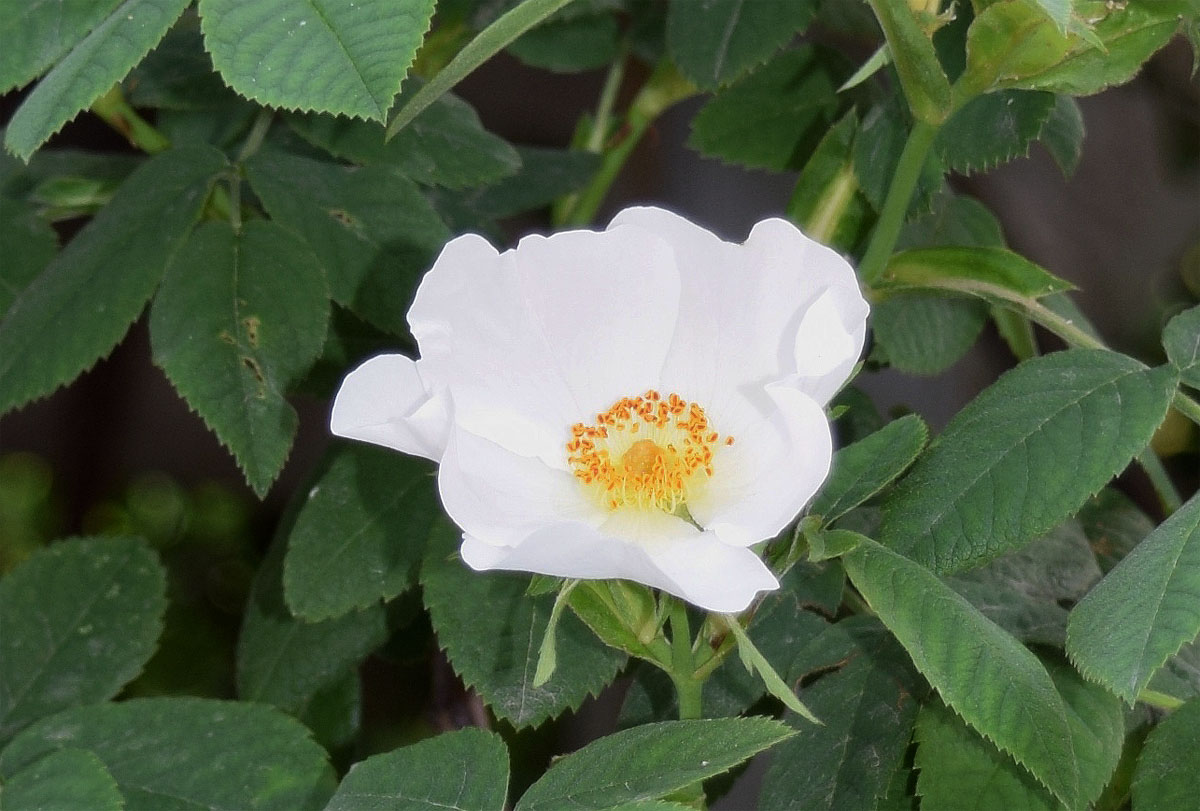 Изображение особи Rosa canina.