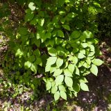 Philadelphus coronarius