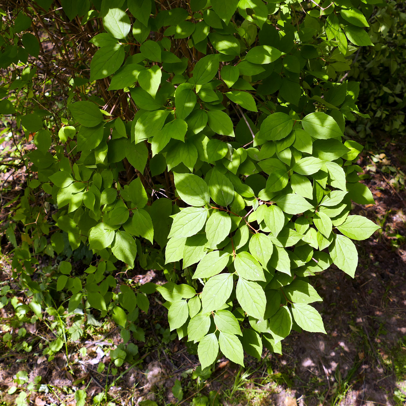 Изображение особи Philadelphus coronarius.