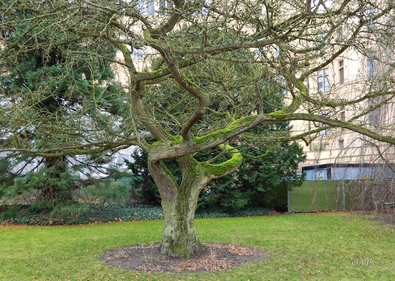 Изображение особи Ginkgo biloba.