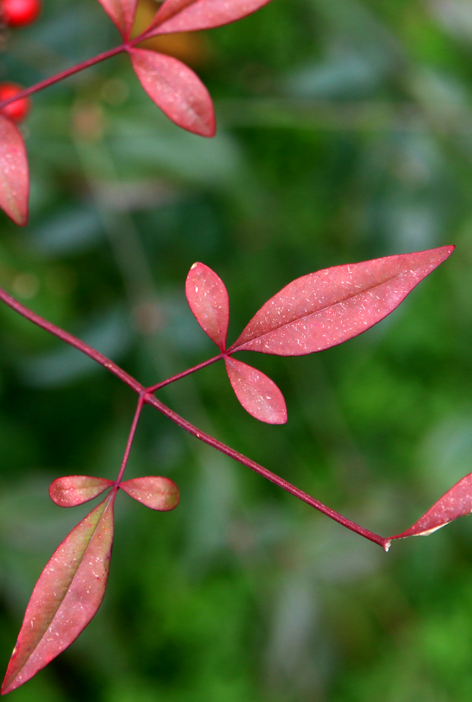 Image of Nandina domestica specimen.