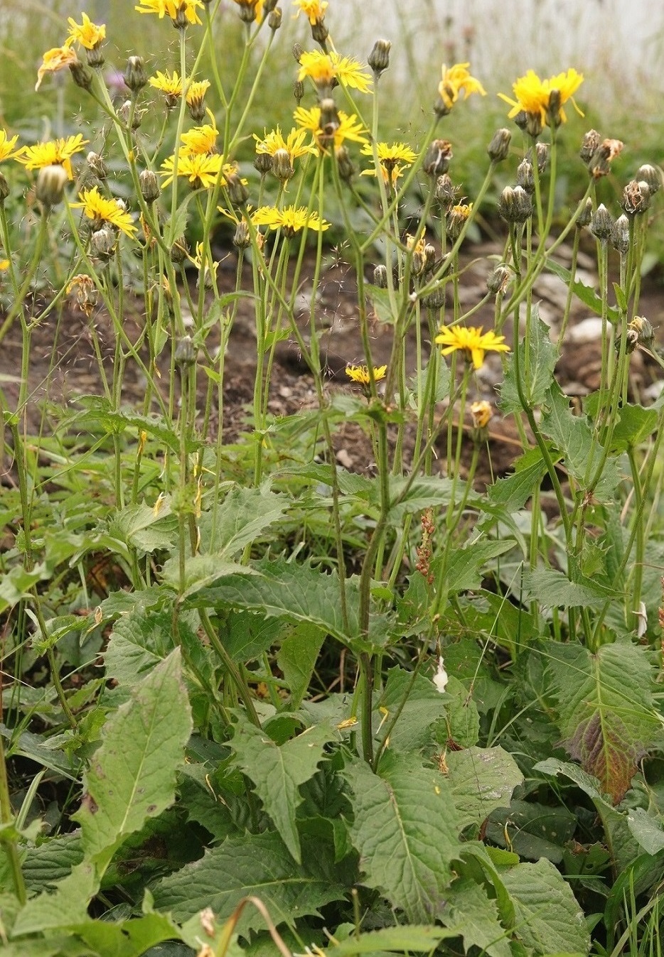 Изображение особи Crepis coreana.