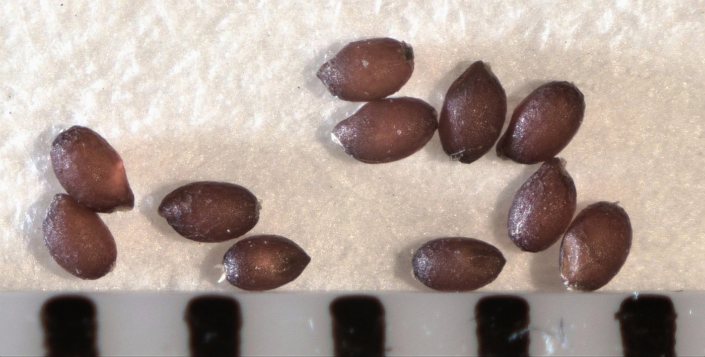 Image of genus Eragrostis specimen.