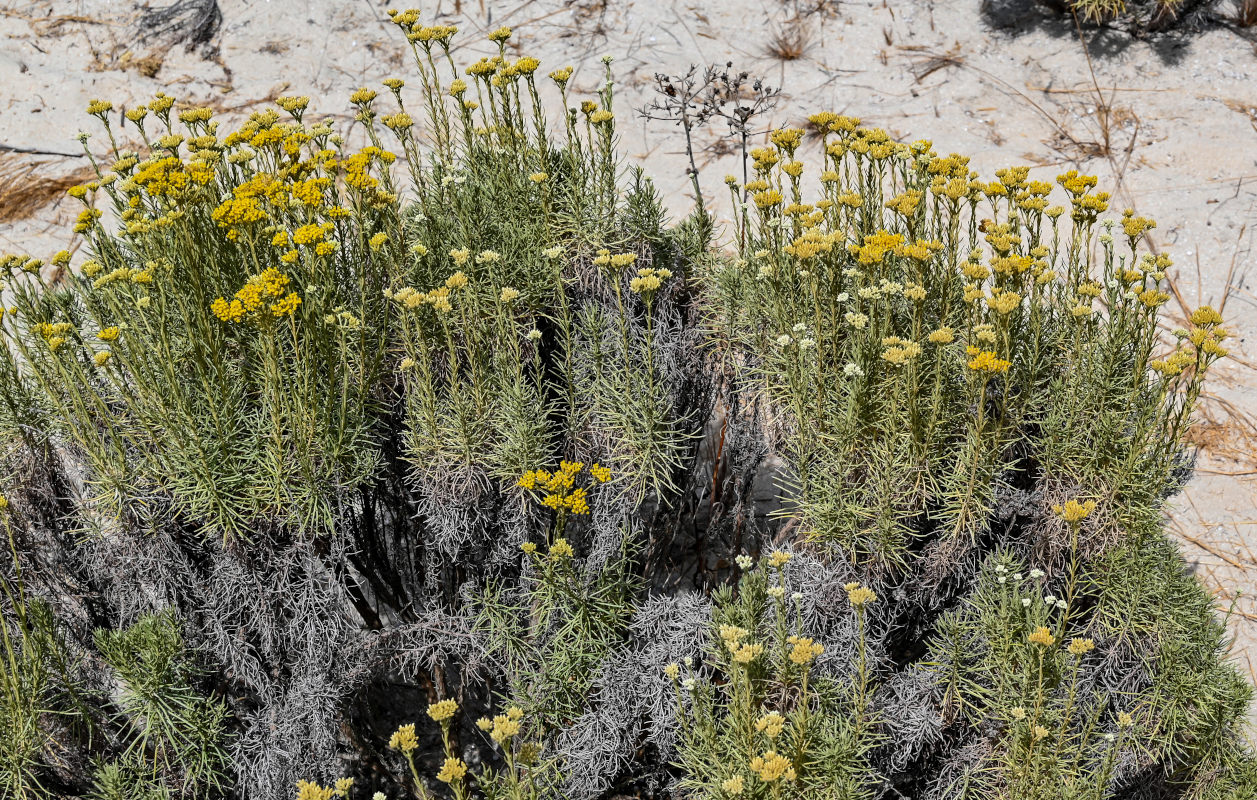 Image of Helichrysum italicum specimen.