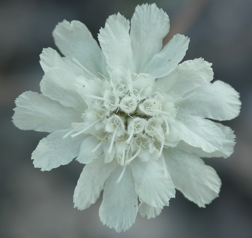 Image of Lomelosia argentea specimen.