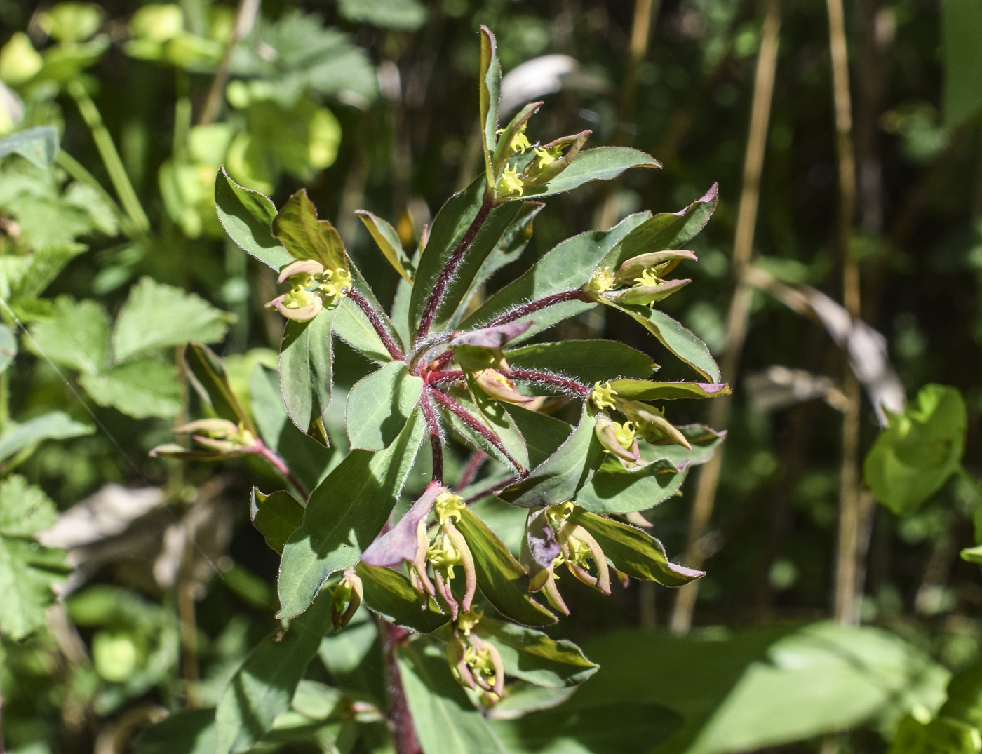 Image of Euphorbia amygdaloides specimen.