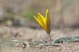 Tulipa uniflora. Цветущее растение. Забайкальский край, Агинский р-н, ур. Малый Батор, лев. берег р. Онон, степь. 03.05.2026.