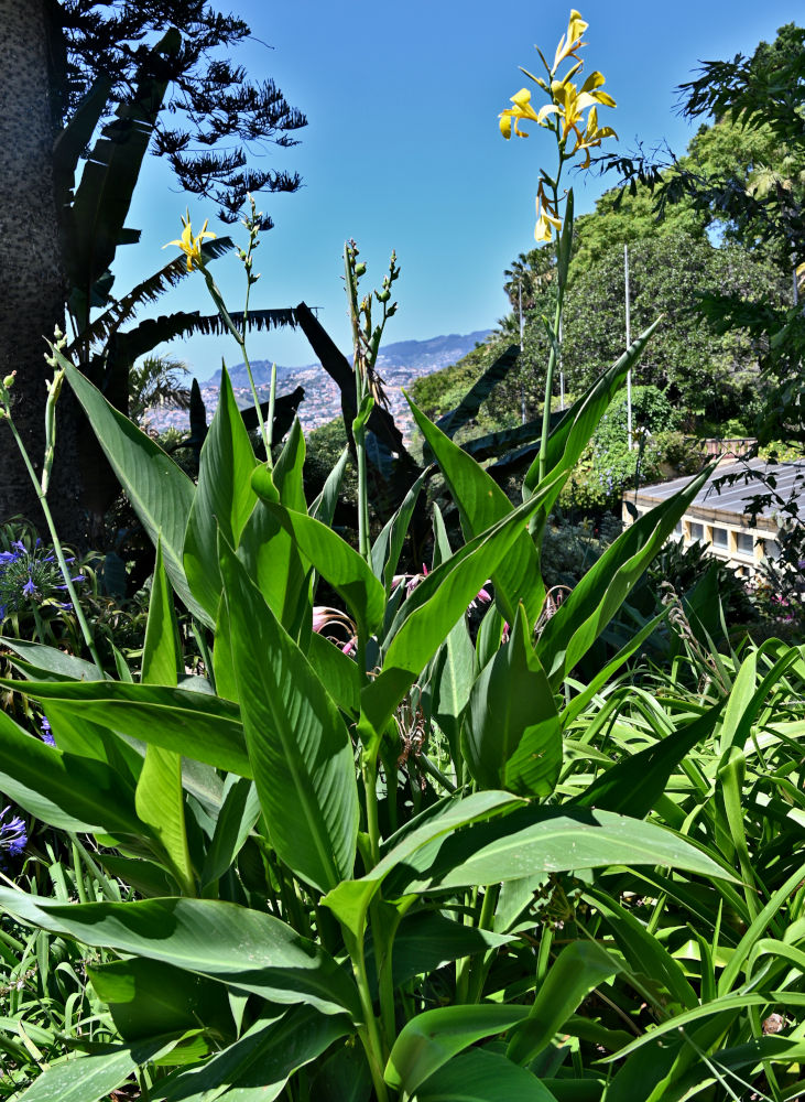 Image of Canna flaccida specimen.