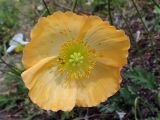 Papaver amurense. Цветок с пчелой. Хабаровский край, Комсомольский р-н, с. Верхняя Эконь, берег р. Амур, у подножия сопки. 02.06.2026.