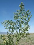 Ferula paniculata. Верхушка розеточного листа. Казахстан, Жетысуская обл., Алакольский р-н, окр с. Акши; Балхаш-Алакольская впадина, сев.-зап. предгорья Джунгарского Алатау, глинистый участок пустыни, старая противопожарная распашка. 7 мая 2026 г.