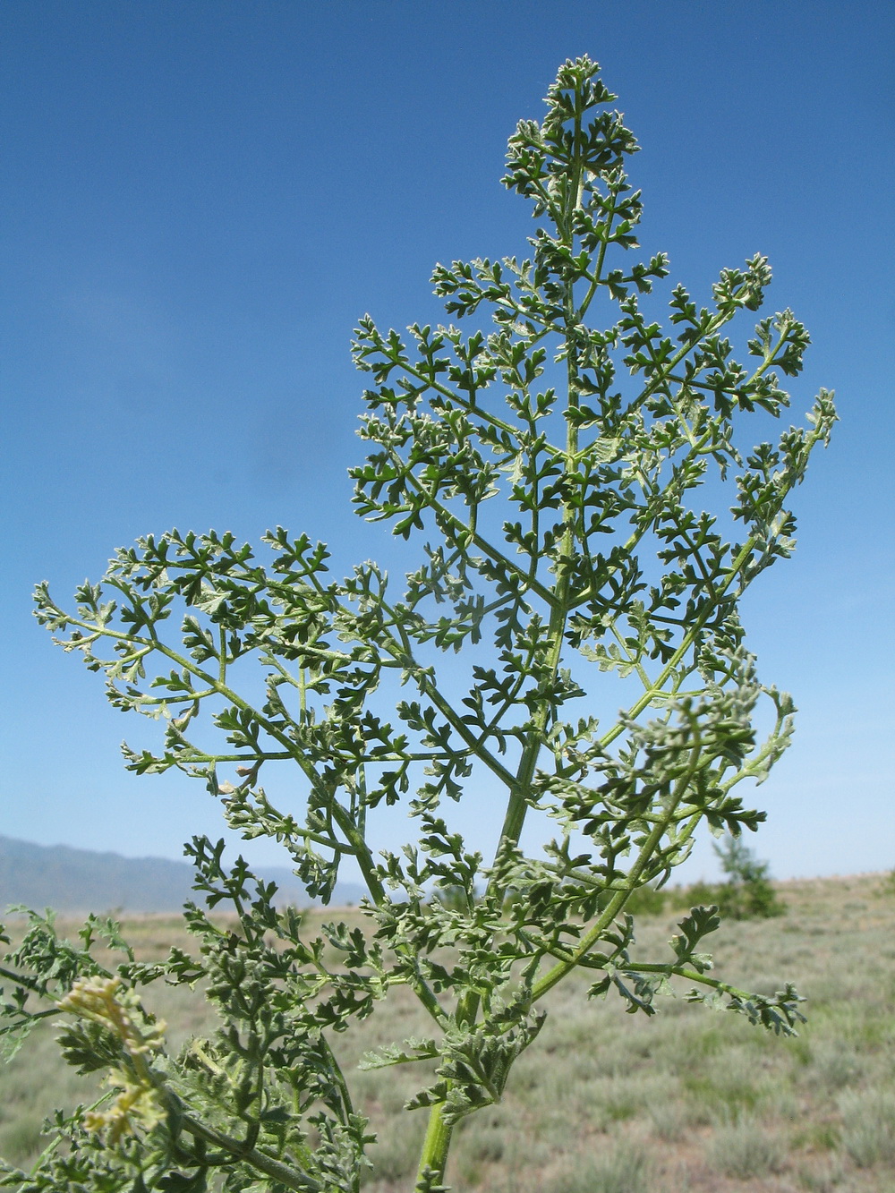 Image of Ferula paniculata specimen.