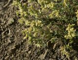 семейство Caryophyllaceae