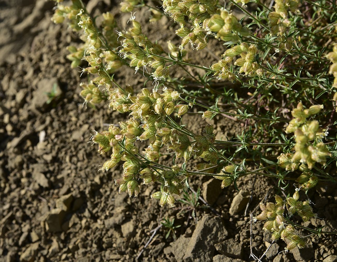 Изображение особи семейство Caryophyllaceae.