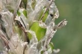Asphodeline taurica. Завязавшийся плод. Крым, г. Симферополь, окр. мкр-на Пневматика, куэста, поляна. 21.05.2026.