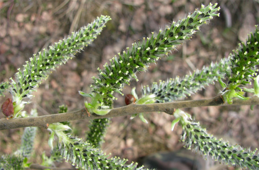 Изображение особи Salix cinerea.