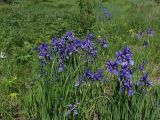 Iris sanguinea. Цветущие растения. Хабаровский край, окр. г. Комсомольск-на-Амуре, зарастающий луг. 16.06.2026.