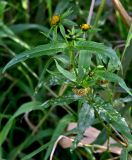 Bidens cernua. Верхушка цветущего и плодоносящего растения. Московская обл., Дмитровский гор. округ, дол. р. Якоть, берег ручья. 23.08.2026.