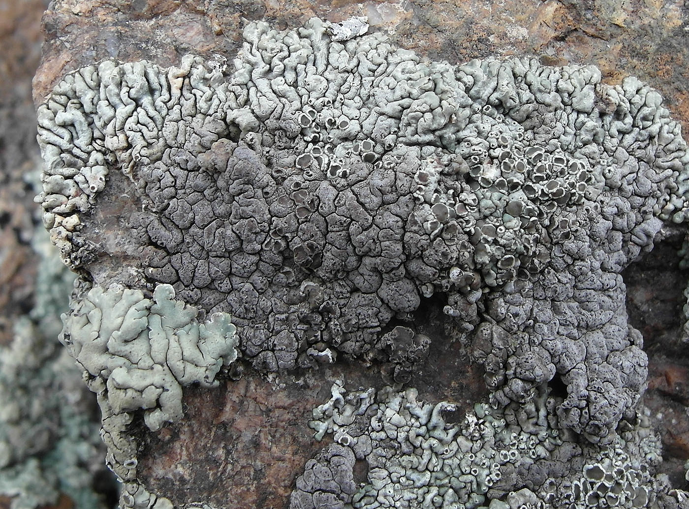 Изображение особи Lecanora garovaglii.