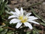 genus Taraxacum. Соцветие. Таджикистан, Горно-Бадахшанская автономная обл., Мургабский р-н, окр. пер. Харгуш, побережье оз. Харгуш, ≈ 4260 м н.у.м., берег ручья. 5 июля 2026 г.