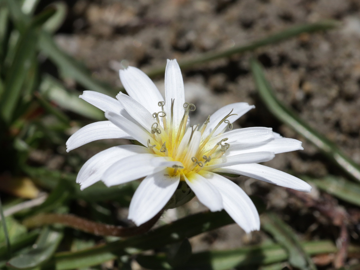 Image of genus Taraxacum specimen.