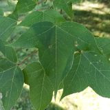 Liquidambar formosana. Лист. Абхазия, г. Сухум, Ботанический сад. 13.08.2024.