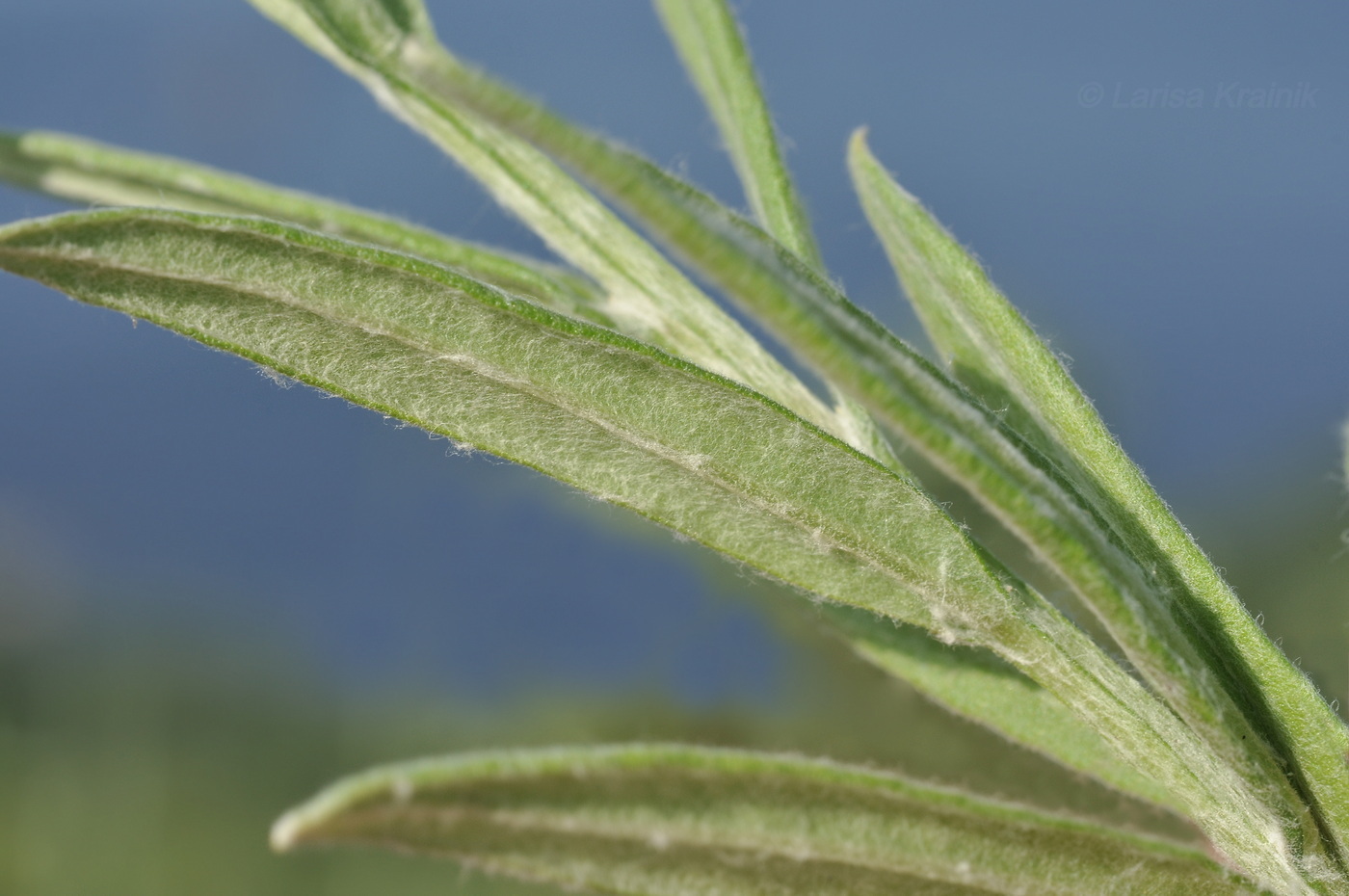 Изображение особи Anaphalis pterocaulon.