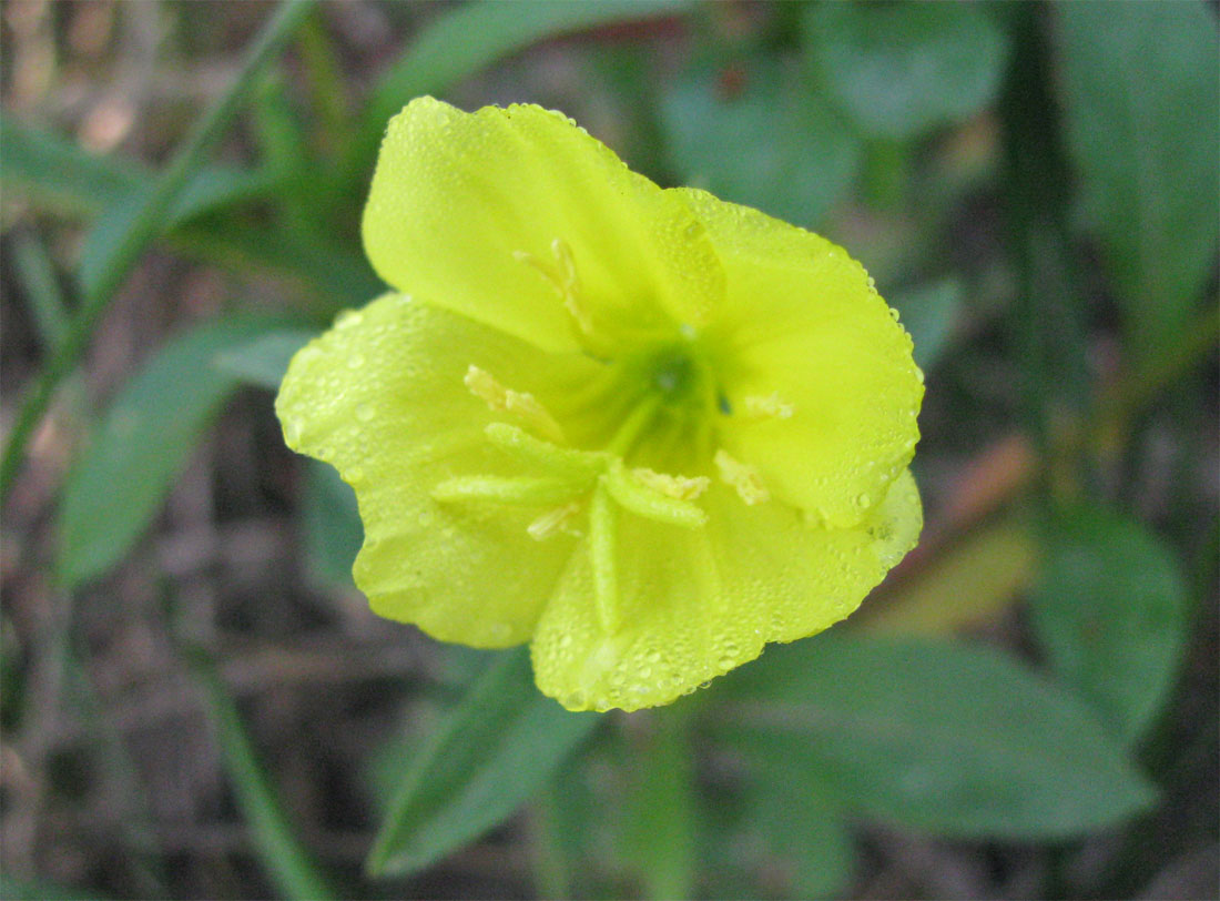 Image of Oenothera rubricaulis specimen.