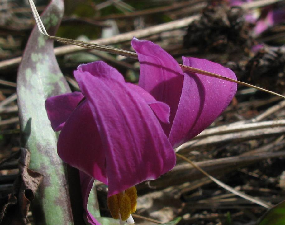 Изображение особи Erythronium sajanense.