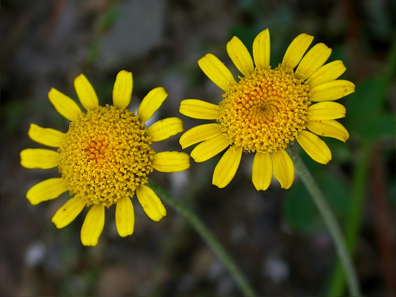 Image of Anthemis tinctoria specimen.