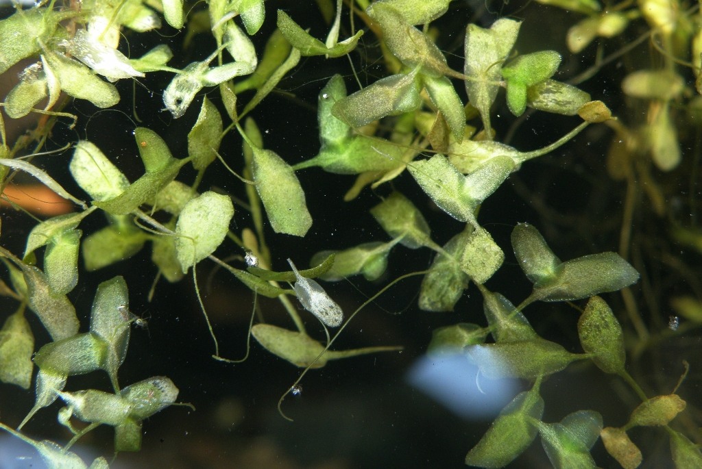 Image of Lemna trisulca specimen.