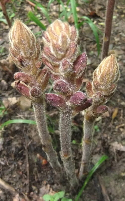 Изображение особи Orobanche laxissima.