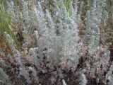 Artemisia austriaca. Растения в степи. Украина, г. Запорожье, о-в Хортица. 06.07.2011.