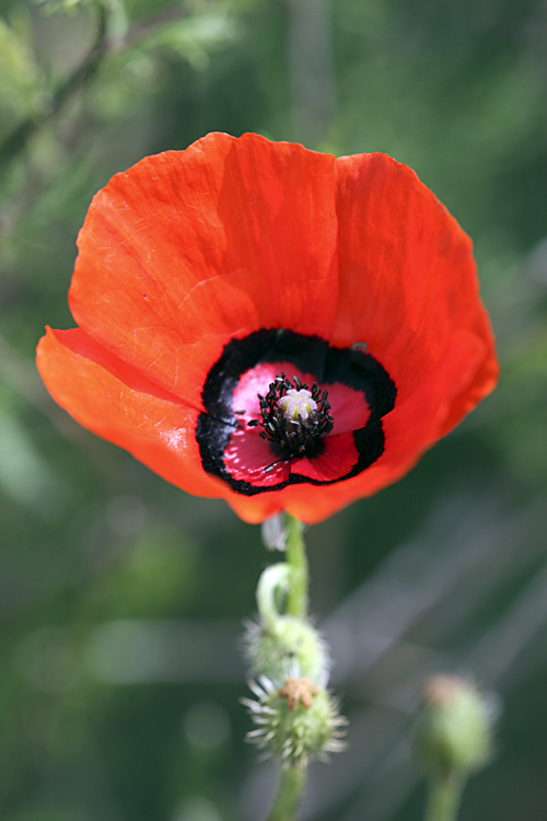 Изображение особи Papaver pavoninum.