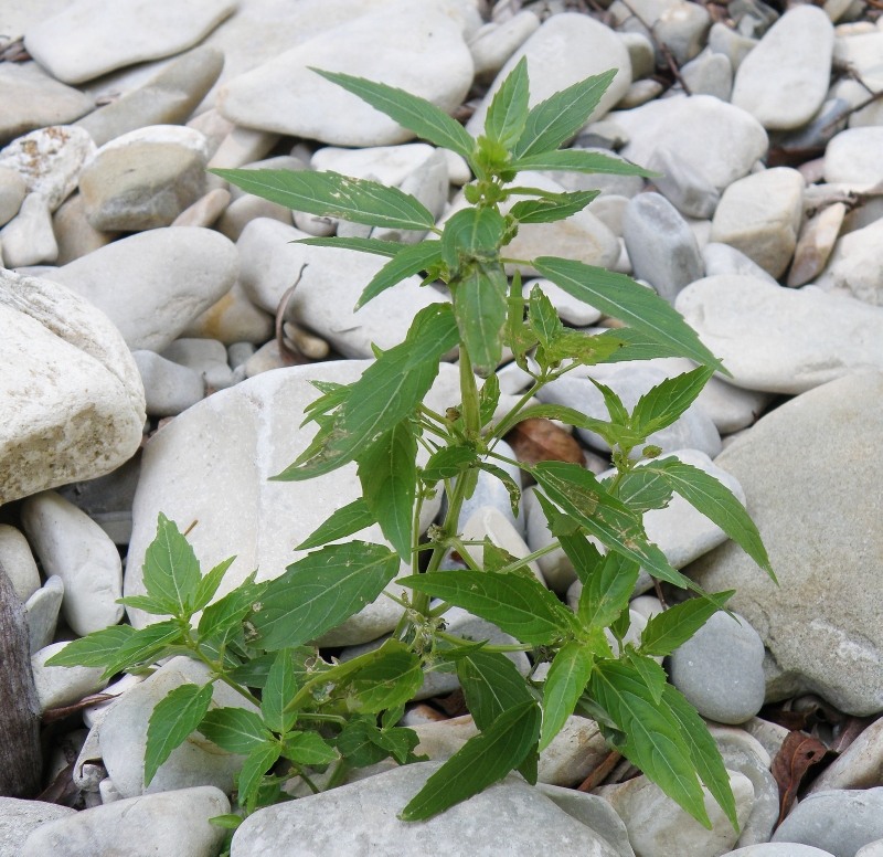 Изображение особи Mercurialis annua.