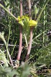 Astragalus ephemeretorum. Соцветия. Таджикистан, восточный склон гор Санглак, 1300 м н.у.м. 24.04.2011.