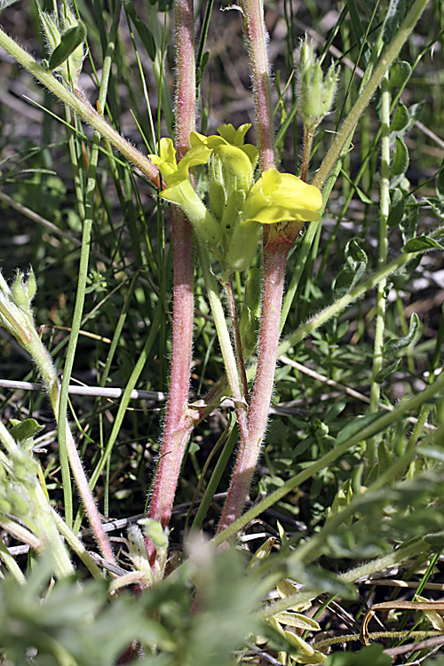 Image of Astragalus ephemeretorum specimen.