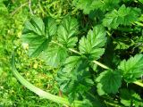 Erodium moschatum