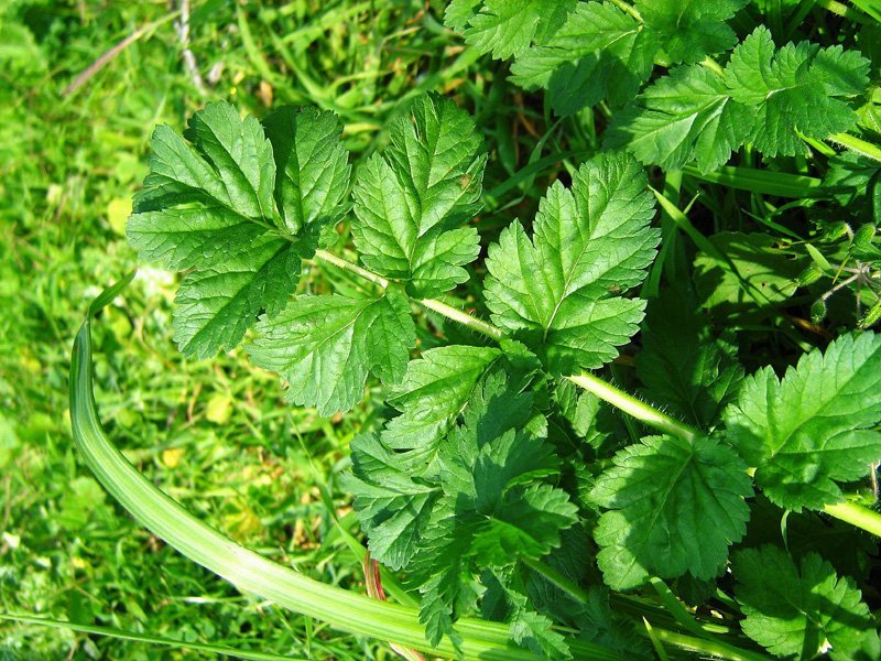 Image of Erodium moschatum specimen.