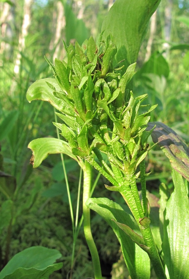 Изображение особи Menyanthes trifoliata.