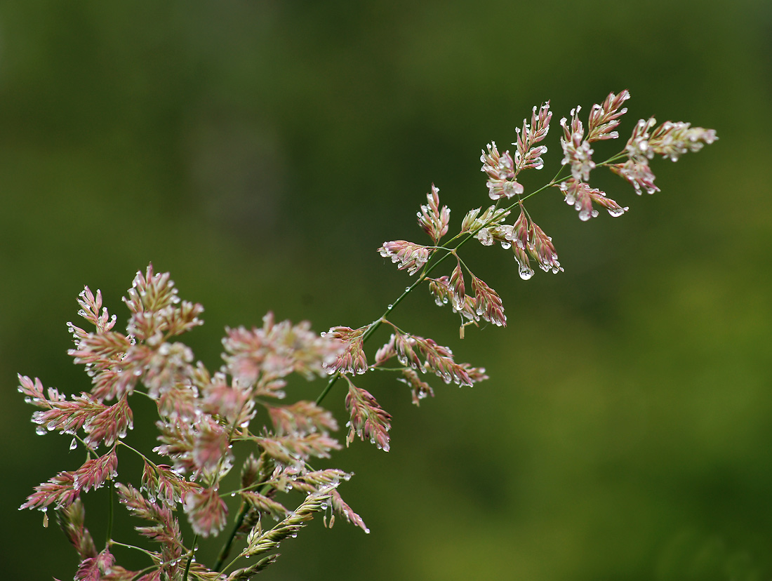 Изображение особи Phalaroides arundinacea.