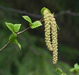 Image of taxon representative. Author is Виталий Гуменюк
