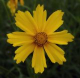 род Coreopsis