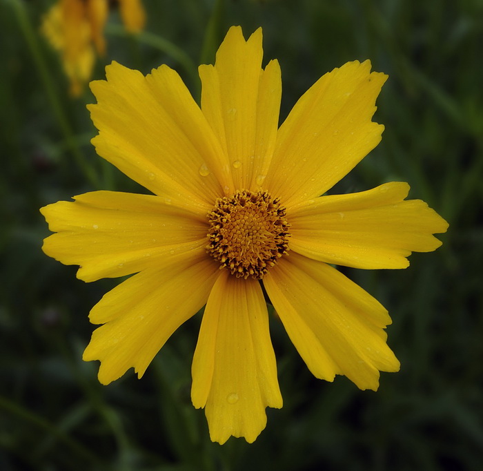 Изображение особи род Coreopsis.