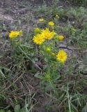 Inula britannica