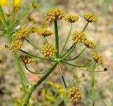 Ferula syreitschikowii. Часть соцветия с завязями. Казахстан, Джамбульская обл., южнее оз. Балхаш. 13.05.2011.