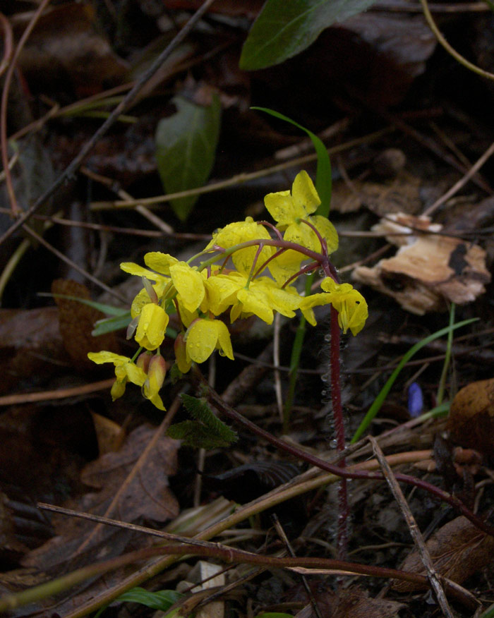 Изображение особи Epimedium colchicum.