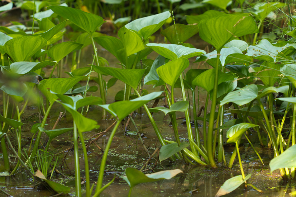 Изображение особи Calla palustris.