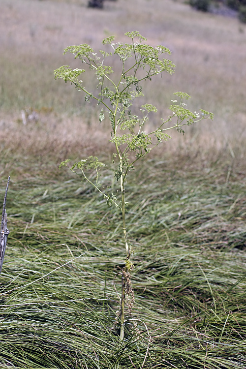 Изображение особи Conium maculatum.