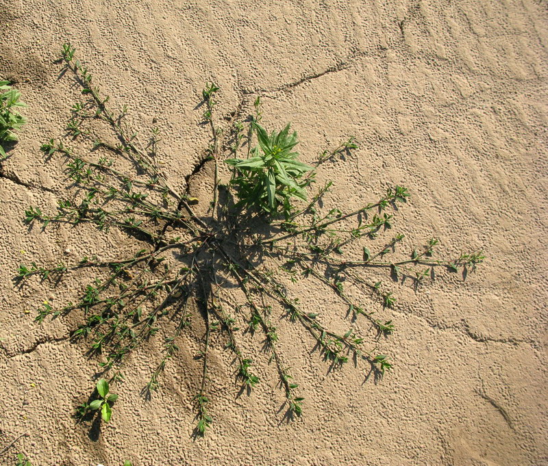 Image of Polygonum calcatum specimen.