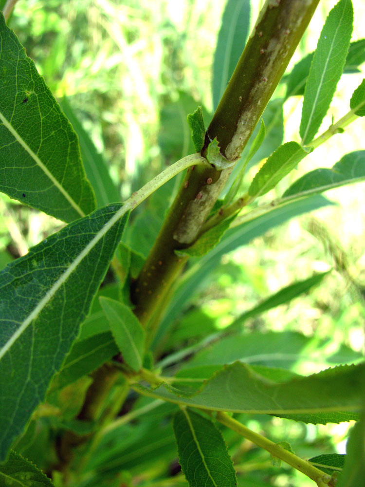 Изображение особи Salix &times; undulata.